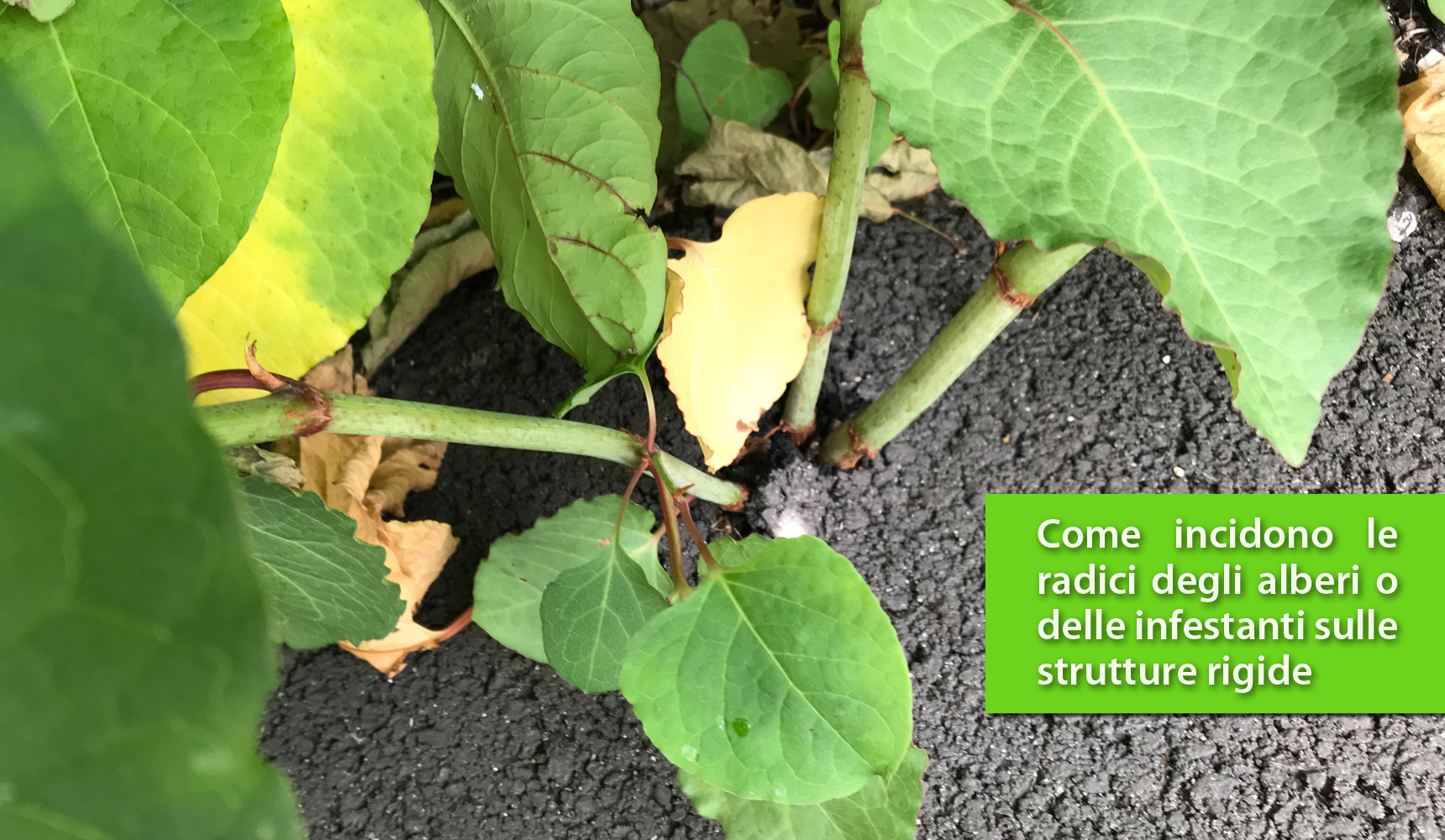 Perchè dovrebbe interessarti il verde circostante quando progetti un edificio