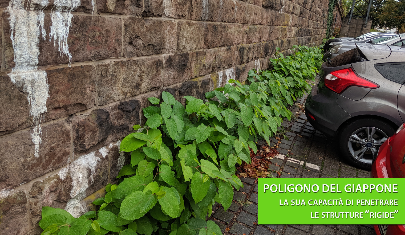 POLIGONO DEL GIAPPONE > la guida definitiva