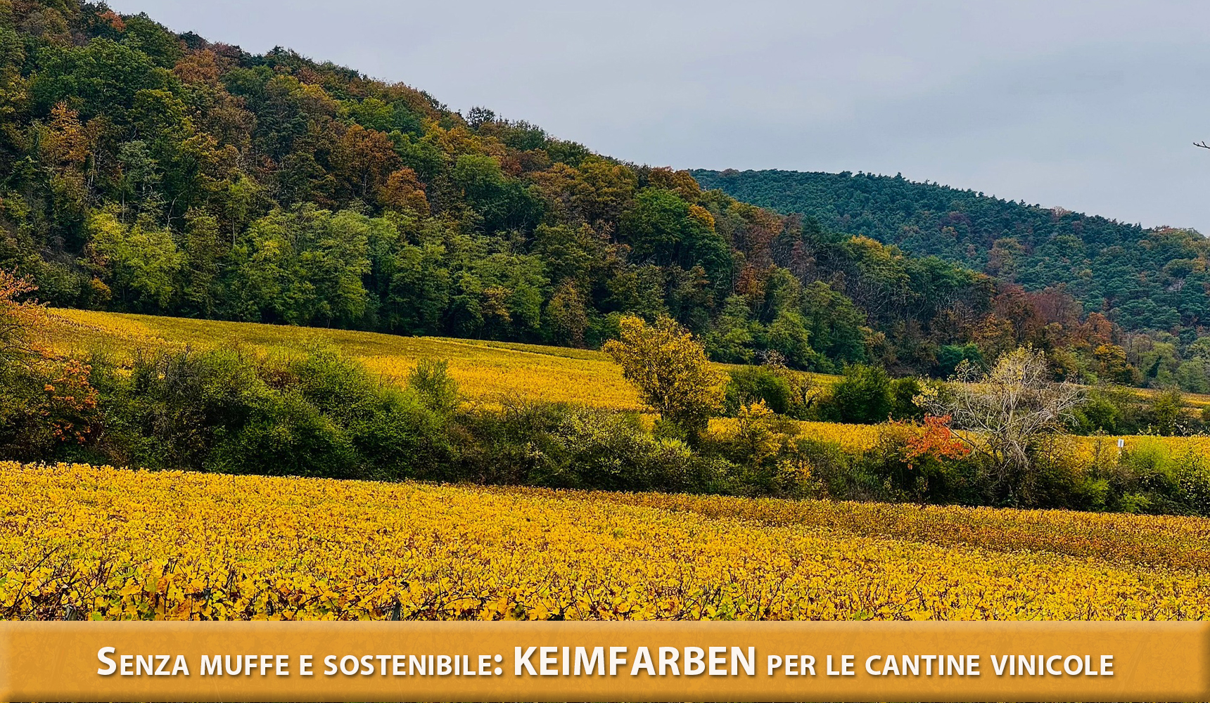 Senza muffe e sostenibile: KEIMFARBEN per le cantine vinicole