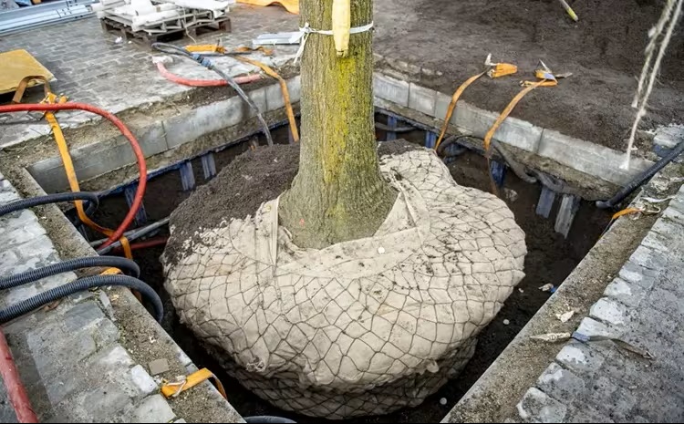 TREE TANK